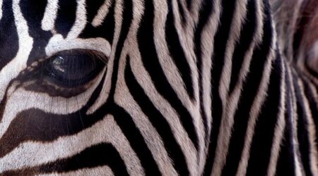 Gid jeg var en zebra