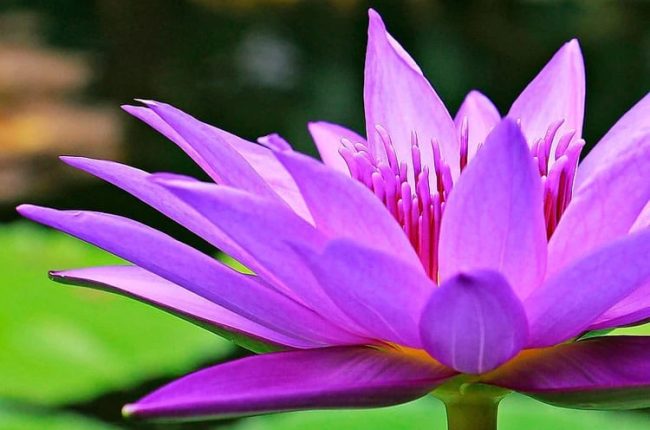 compassion-fokuseret-terapi-psykologerne