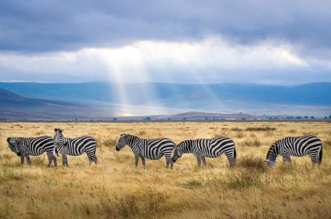 gid-jeg-var-en-zebra